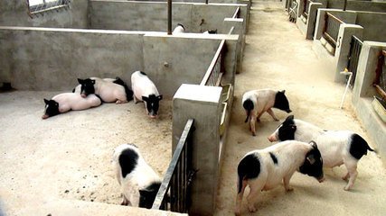 小香猪巴马香猪宠物猪养殖场香猪猪苗多少钱一只