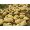 关于脱毒马铃薯种子的高产栽培